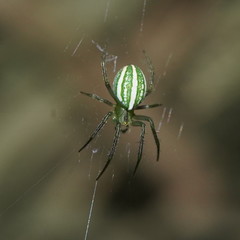 Araneus ginninderranus