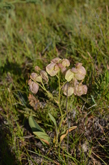 Lepidium lipskyi
