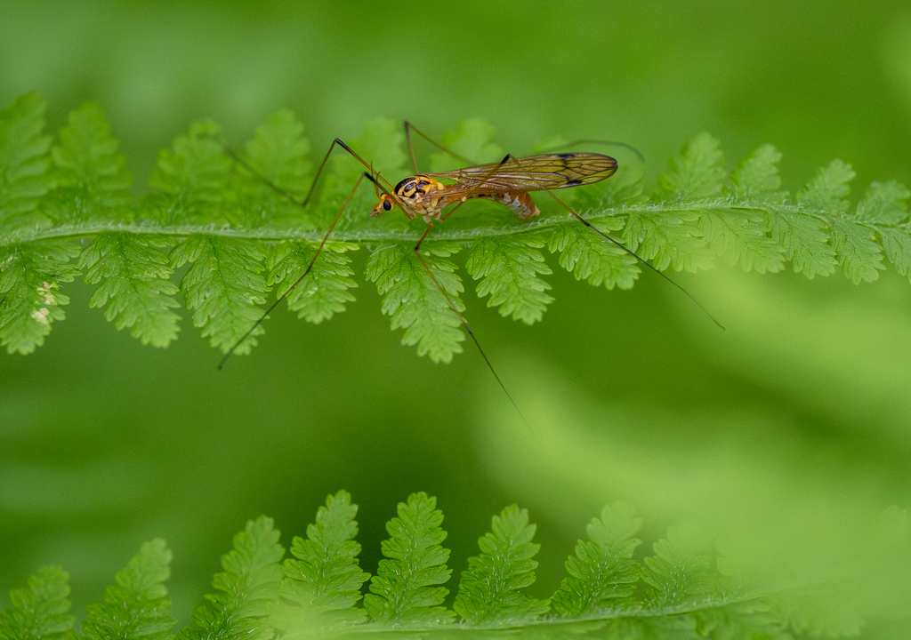 Nobilotipula
