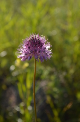 Allium fetisowii