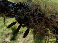 Bulbophyllum tuberculatum