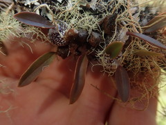 Bulbophyllum tuberculatum