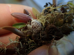 Bulbophyllum tuberculatum