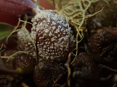 Bulbophyllum tuberculatum