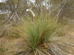 Xanthorrhoea caespitosa