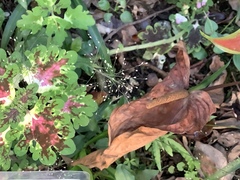 Impatiens walleriana