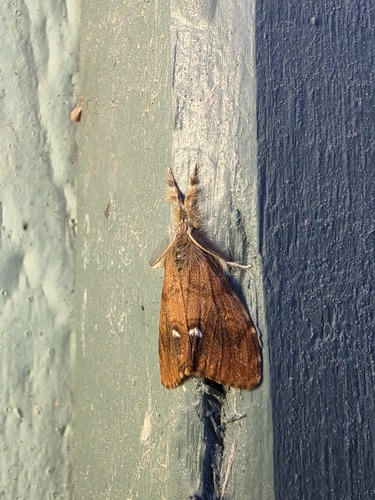 Rusty Tussock Moth