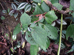 Boehmeria pilosiuscula