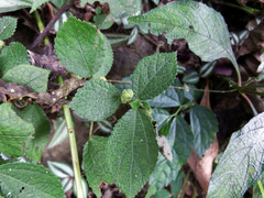 Boehmeria pilosiuscula
