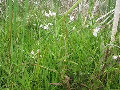 Epilobium pallidiflorum