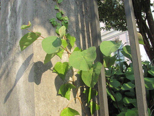 Cercis siliquastrum iNat (2)