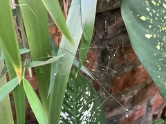 Impatiens walleriana