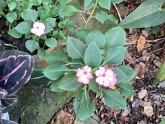 Impatiens walleriana