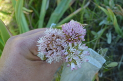 Pseudosedum longidentatum