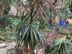 Impatiens walleriana