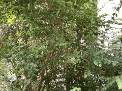 Impatiens walleriana