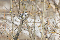 Motacilla alba