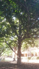 Magnolia grandiflora