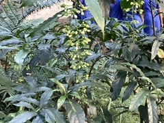 Impatiens walleriana