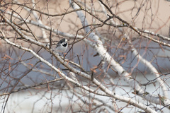 Motacilla alba