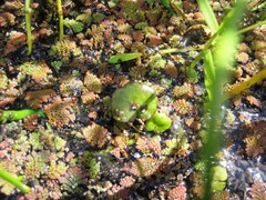 Hydrocotyle pterocarpa