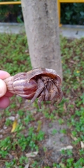 Coenobita cavipes