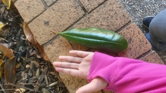 Magnolia grandiflora