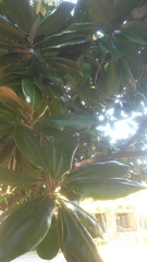 Magnolia grandiflora