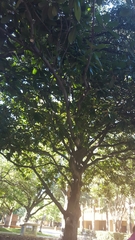 Magnolia grandiflora