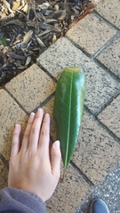 Magnolia grandiflora