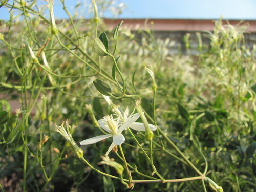 Fragrant clematis (Clematis flammula)