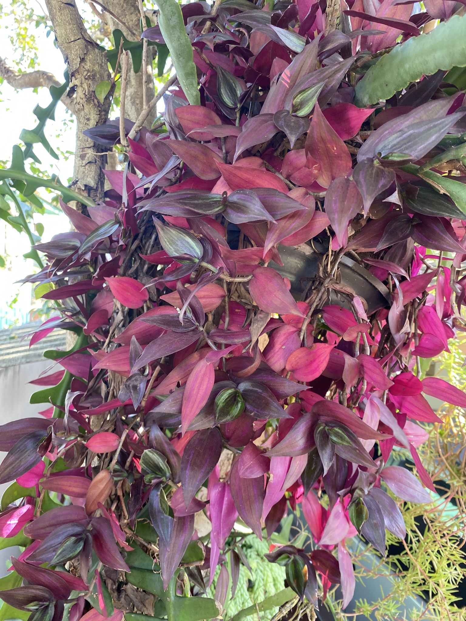 Tradescantia zebrina