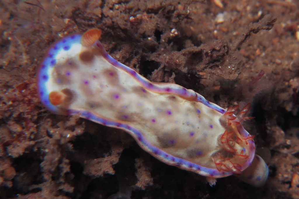Mottled Spanish Dancer