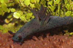 Nembrotha
