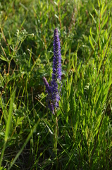 Veronica porphyriana