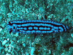 Phyllidiidae