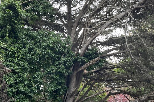 View observation of {o.common_name} on iNaturalist