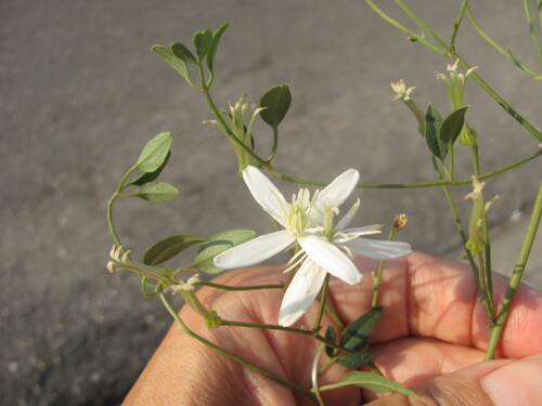 Fragrant clematis (Clematis flammula)