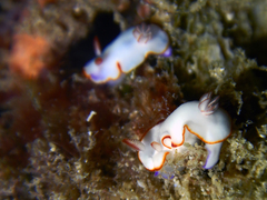 Nudibranchia