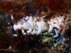 Nudibranchia