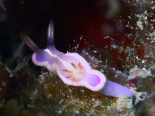 クラサキウミウシ