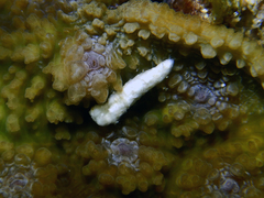 Nudibranchia