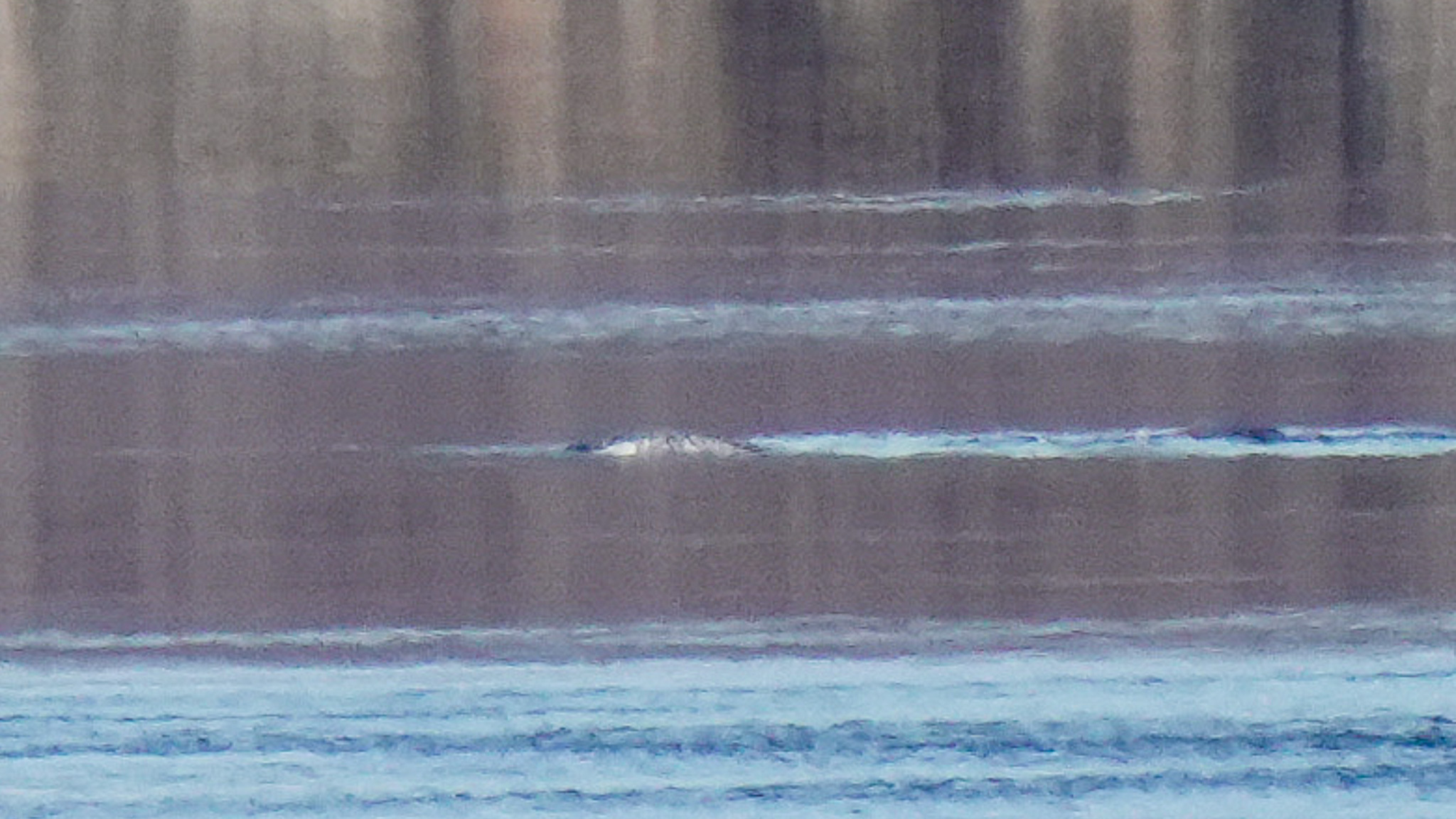 Monodon monoceros