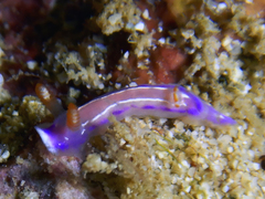 Nudibranchia