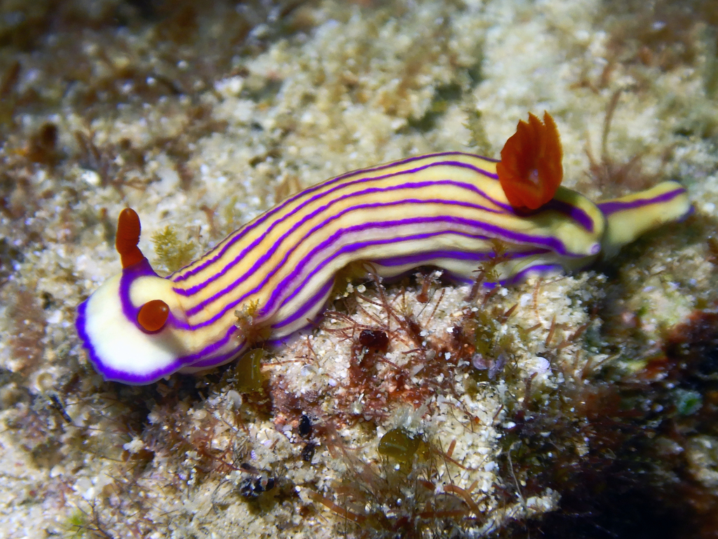 Beautiful Split-tooth Dorid