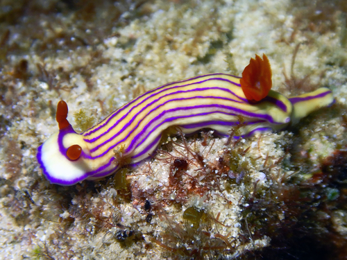 Beautiful Split-tooth Dorid