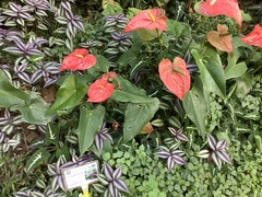 Impatiens walleriana