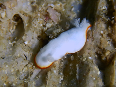 Nudibranchia