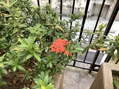 Impatiens walleriana