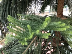 Impatiens walleriana